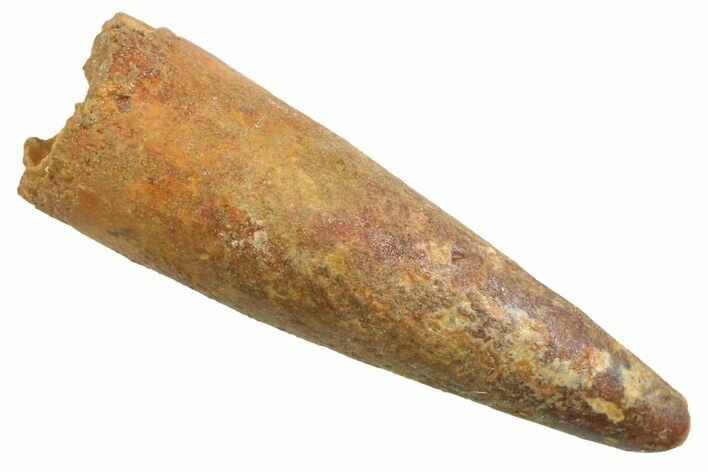 Juvenile Fossil Spinosaurus Tooth - Real Dinosaur Tooth #354846